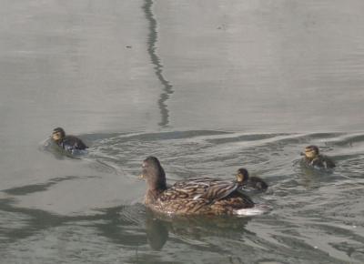 Прикрепленное изображение: 003.jpg